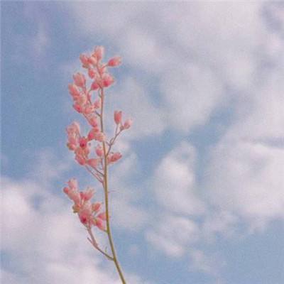 角落萌宠破解版下载